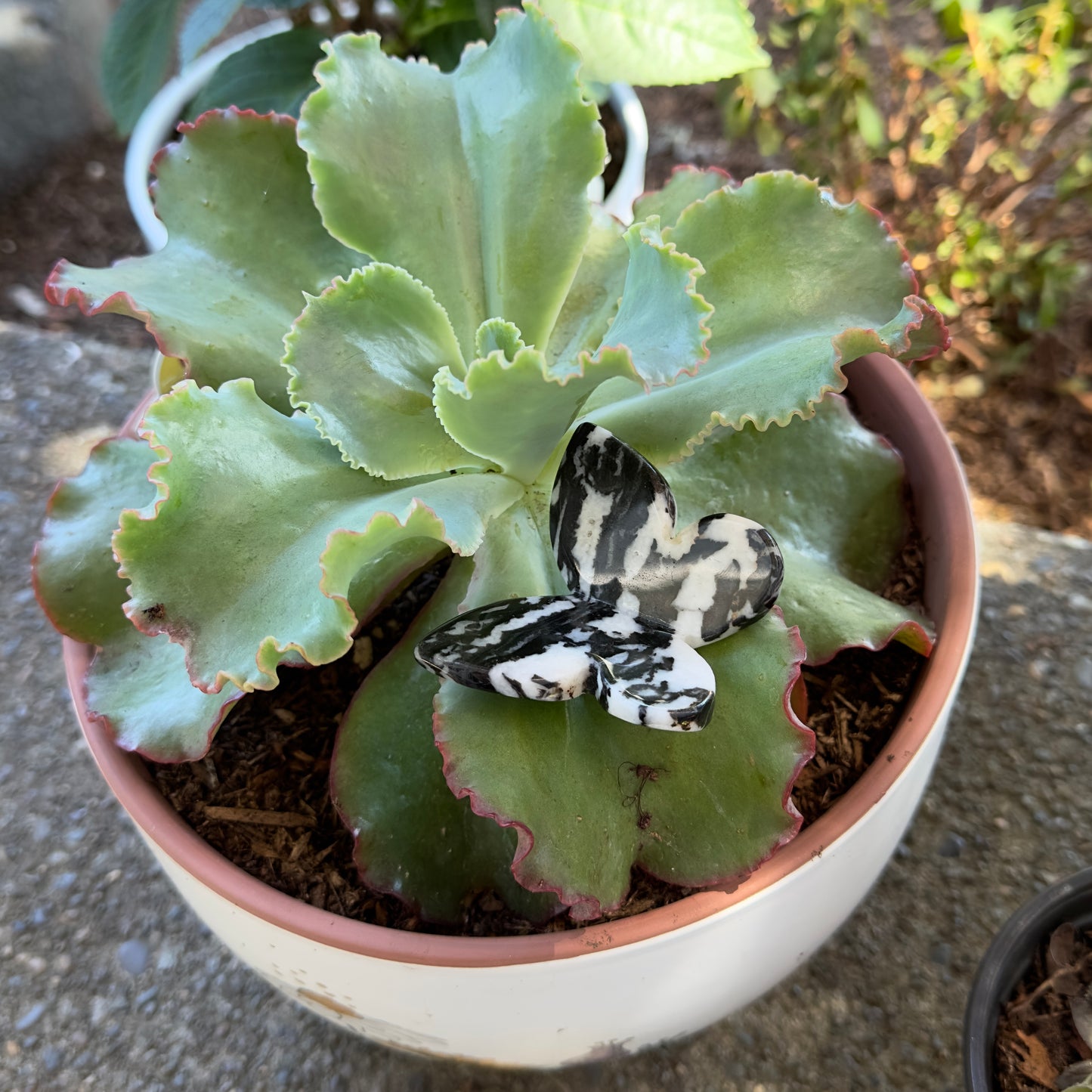 Zebra Jasper Butterfly • Auction Winner